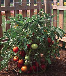 Tomatoes picture