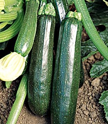 Zucchini picture